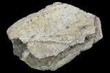 Fossil Triceratops Frill Section - North Dakota #117269-1